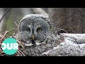 Life Of The Great Grey Owl The Largest In America Our World