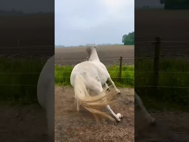 Vídeo relacionado con U&C Planet Animal saltante, unicornio azul, caballo saltador con manta de peluche, 100 kg, para niños 1-6 años, regalo cumpleaños Navidad