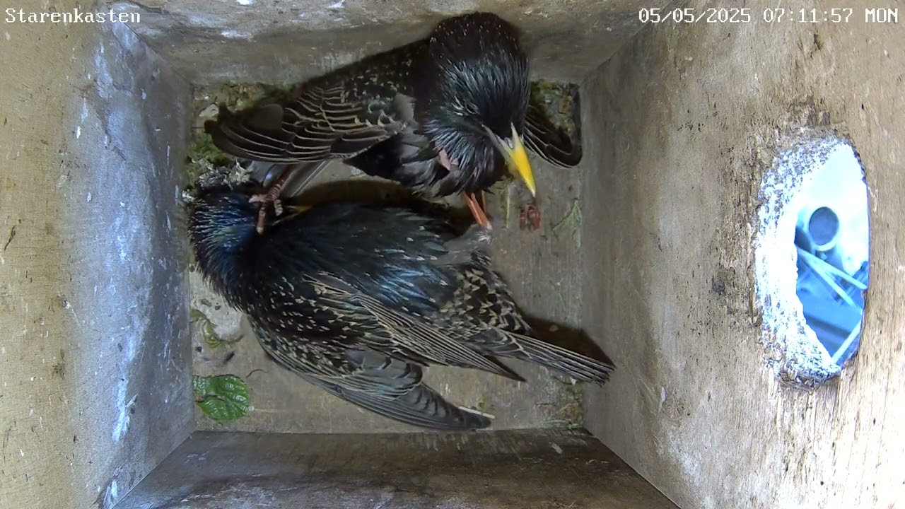 Stare kämpfen um Nistkasten | 05.05.2025