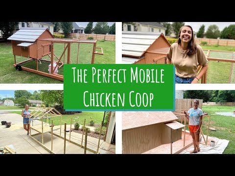 image-Are large chicken enclosures good for chickens? 