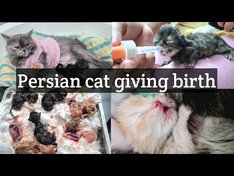 Persian Cat giving birth to 7 kitten with complications for the 1st time |Vlog 6| ||Lamyasvlogs||