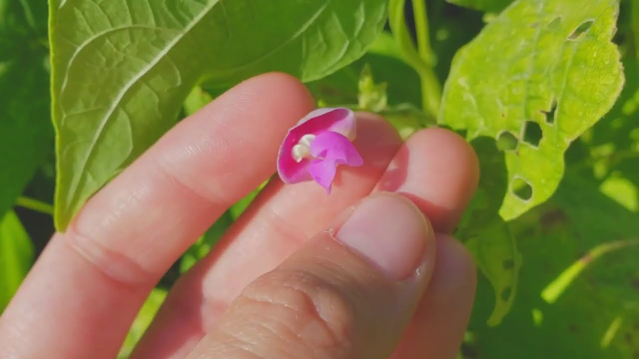 Meet Phaseolus vulgaris - The Botany of Common Beans - YouTube