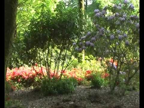comment nettoyer un rhododendron