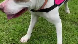 Video preview image #1 American Bulldog-Unknown Mix Puppy For Sale in west Palm Beach, FL, USA