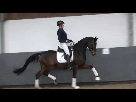 "MAHARANI"-Weidenhof-Verkaufspferd: Hannoveraner Stute *2019 v. Maracana-Quaterback