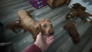 Video preview image #1 Goldendoodle (Miniature) Puppy For Sale in QUARRYVILLE, PA, USA
