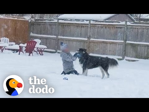 Rescue Husky Sees Snow For First Time | The Dodo