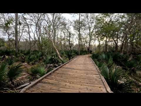 Ottine Swamp Trail Video Thumbnail