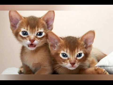 Types of Cats Around the World | Part 1 | Abbyssinian Cat