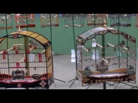 Coleiro jon Jones vs lanterna verde