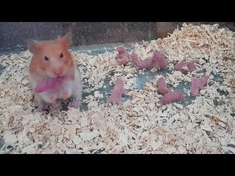 Wonderful Hamster Giving Birth First Time  | Eating Baby - Is Hamster A Good Mother?