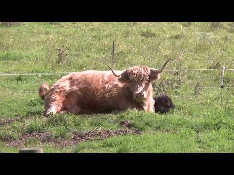 Top News - Zelanda e Re lufton ndryshimet e klimës / Taksë për jashtëqitjen e lopëve dhe deleve