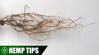 How to Stop Your Hemp Roots from Root Rot
