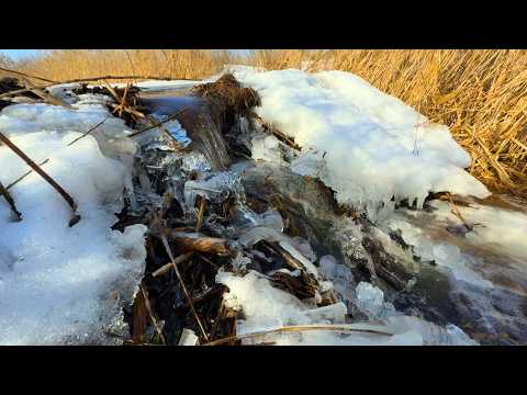Icy Beaver Dam Demolition – Restoring the Channel in Winter