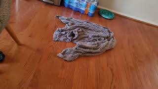 Dog Pee-Effective Affordable Method of Cleaning Dog Urine Off of Hardwood Floors