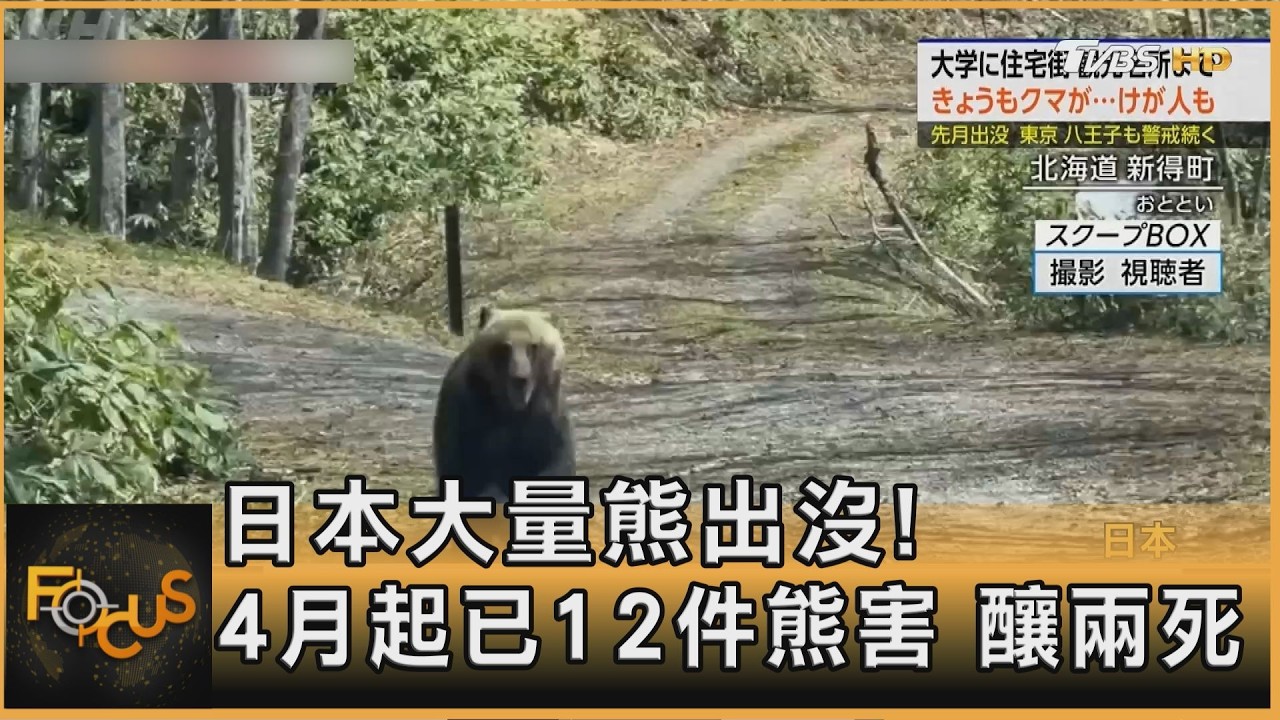日本大量熊出沒!4月起已12件熊害 釀兩死