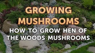 How to Grow Hen of the Woods Mushrooms