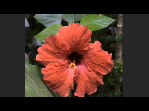 CACM Mar 2015 - Local Laplacian Filters  Edge aware Image Processing with a Laplacian Pyramid HD