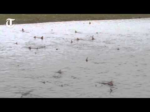Huge school of sharks spotted swimming off English coast
