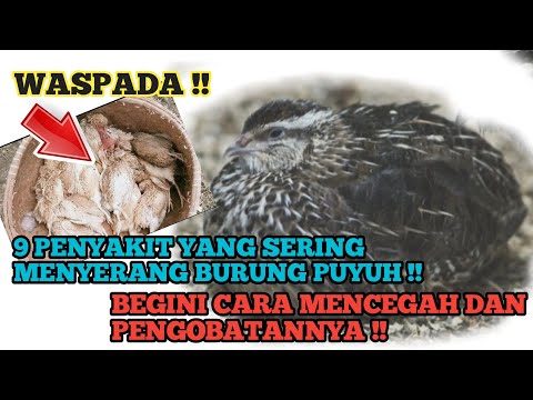 , title : 'WASPADA !! 9 PENYAKIT YANG SERING MENYERANG BURUNG PUYUH'