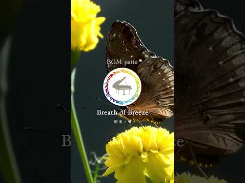 【〜Breath of Breeze（朝涼ノ囁）〜】　#piano #ballad #reflectivemusic #ambientpiano #shorts