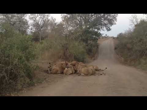 S100 Mega Pride 30+ Lions Eating a Wildebeest   19 September 2012   Latest Sightings!UTubeAnimalTv!