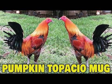 Nice Birds Pumpkin 🎃 Topacio Mug ROGER TABAC RCP FARM HAWAII