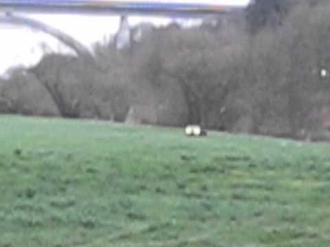 Solo 750 6x6 Amphibienfahrzeug