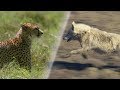 Greatest Fights in the Animal World | Earth Unplugged