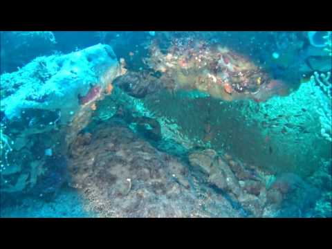 Wobbegong Shark