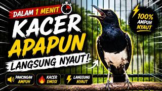 Download lagu Suara Burung Kacer Bikin Lawan Emosi Gacor, Pancingan Kacer Agar Cepat Emosi Gacor mp3