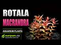 Rotala macrandra