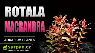 Rotala macrandra