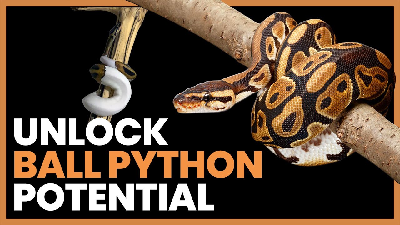 How To Unlock Your Ball Pythons Potential Capabilities | Lori Torrini #RRPodcast #5