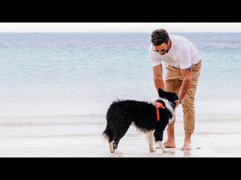 TAILHIGH Hybrid Dog Harness