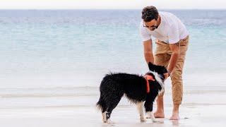 하네스ㆍ리드줄