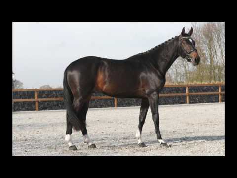 ***John Doe*** - 3-year old stallion by Kannan - Heartbreaker - Ramiro Z