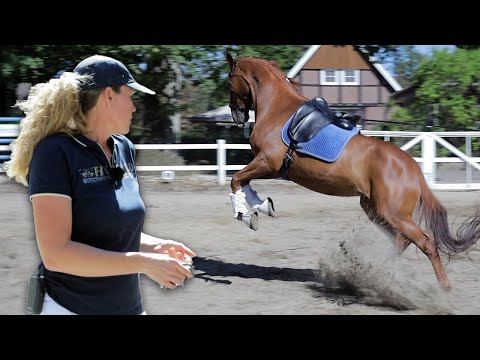 Traber wird unterm Sattel zum Rodeopferd – Stute Edwina hält nichts von klassischen Sätteln