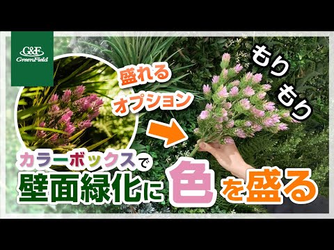 ビスタフォリア® カラーボックス紹介