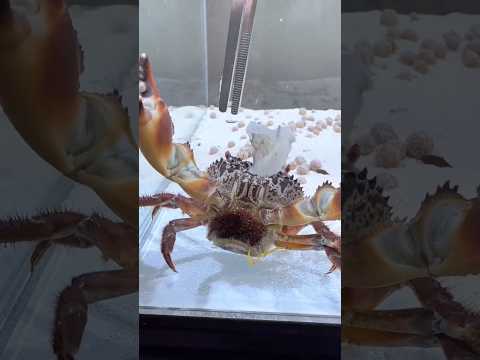 Have You Ever Seen Crab Eggs？#animals #egg #Friendship #Us#crab