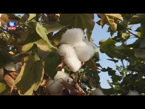 سەیری ڤیدیۆکە بکەن .. لە رۆژئاوای كوردستان وەرزی چنینەوەی بەرهەمی لۆكە دەستیپێكرد