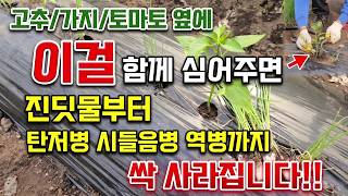 고추 옆에 이것 하나 심었더니 진딧물부터 탄저병 시들음병 역병까지 싹 사라졌습니다 #고추농사