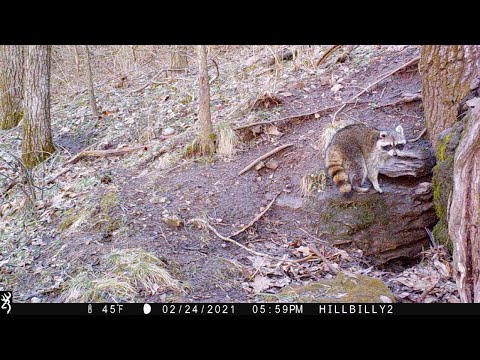 Trail Cam Highlights - 10 Hours at a small CAVE entrance