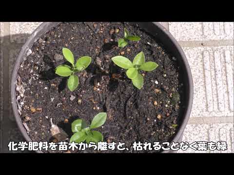 キンカンシトラスジャポニカハーディシトラスとは