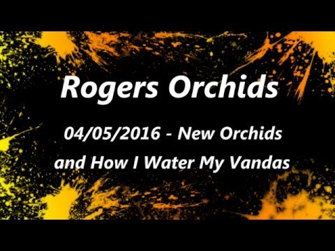 Watering Vandas and New Orchids