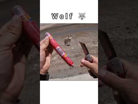 Bikers & Wolf 🐺 #animals #wolf  #biker