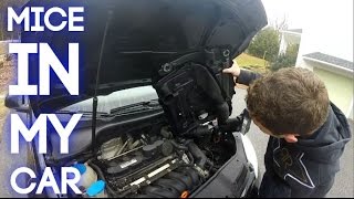 Getting the mouse out of my car!