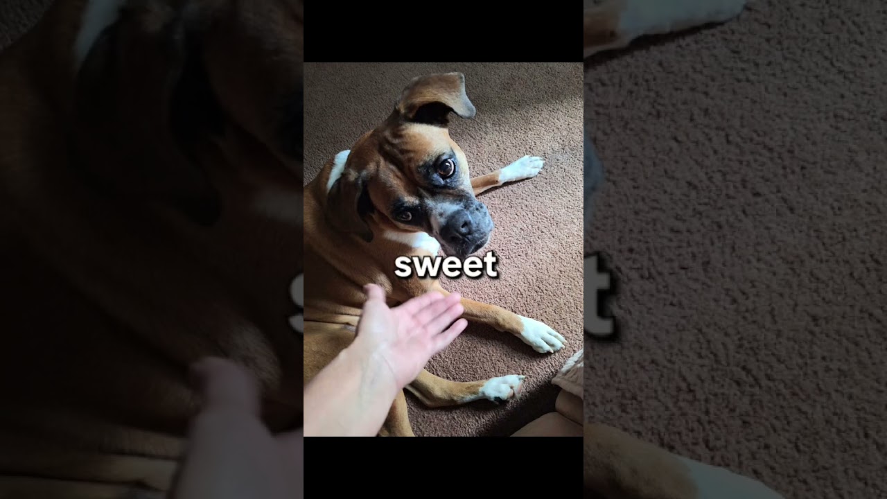 Enlarge Hailey, a ADOPTABLE Boxer in Tallahassee, FL video 6/6