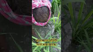Download lagu There is a fish in every hole in the rice field.๐ฅฐ๐๐ฎ#shorts #trending #virakshorts #viral #foryou mp3 Download lagu There is a fish in every hole in the rice field.๐ฅฐ๐๐ฎ#shorts #trending #virakshorts #viral #foryou mp3