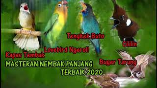 Download lagu MASTERAN RAJA TEMBAK & NGEROL TENGKEK BUTO, CUCAK JENGGOT, LOVEBIRD, CILILIN SUARA JERNIH mp3 Download lagu MASTERAN RAJA TEMBAK & NGEROL TENGKEK BUTO, CUCAK JENGGOT, LOVEBIRD, CILILIN SUARA JERNIH mp3